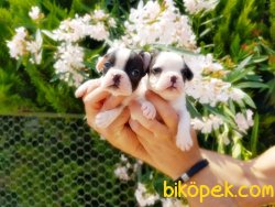 FRANSIZ BULLDOG YAVRULARIMIZ 1