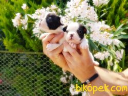 FRANSIZ BULLDOG YAVRULARIMIZ TESLİME HAZIRLAR 3