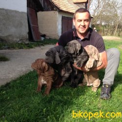 FRANSIZ MASTİF YAVRULARI SİPARİŞ İLE YURT DIŞINDAN GELİR 1