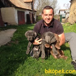 FRANSIZ MASTİF YAVRULARI SİPARİŞ İLE YURT DIŞINDAN GELİR 2