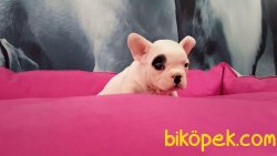 Frenc Buldog Blue Marley 5