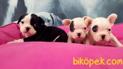 Frenc Buldog Blue Marley 1