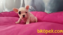 Frenc Buldog Blue Marley 3