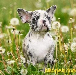 Frenc Buldog Blue Marley 1