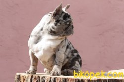 Frenc Buldog Blue Marley 2