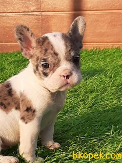 Frenc Buldog Blue Marley 1