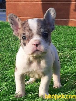 Frenc Buldog Blue Marley 5