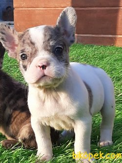 Frenc Buldog Blue Marley 4