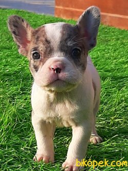 Frenc Buldog Blue Marley 3