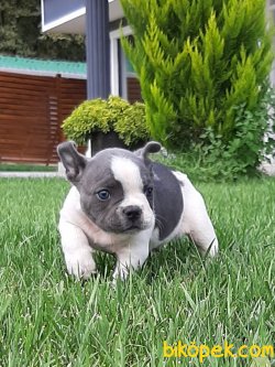 Frenc Buldog Blue Marley 5