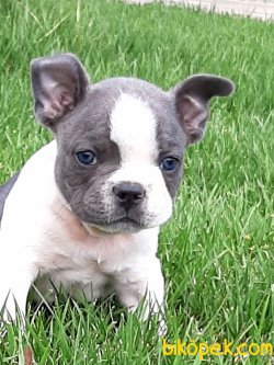 Frenc Buldog Blue Marley 5