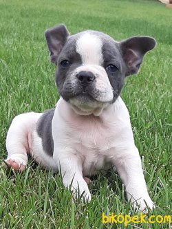 Frenc Buldog Blue Marley 2