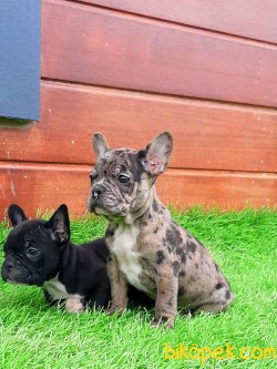 Frenc Buldog Blue Marley 4