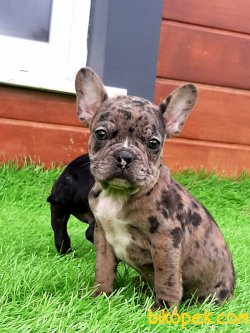 Frenc Buldog Blue Marley 2
