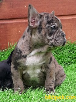 Frenc Buldog Blue Marley 3
