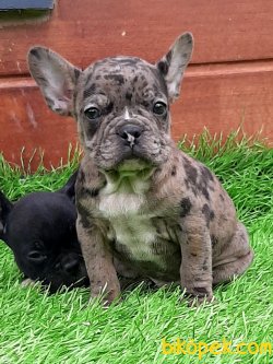 Frenc Buldog Blue Marley 1