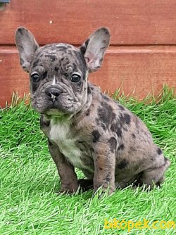 Frenc Buldog Blue Marley 4