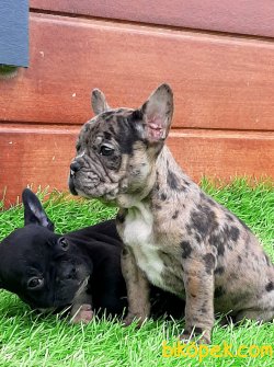 Frenc Buldog Blue Marley 4