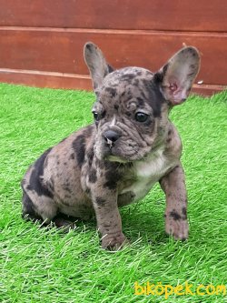 Frenc Buldog Blue Marley 1