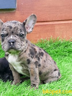 Frenc Buldog Blue Marley 3