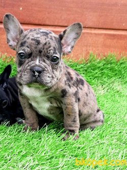 Frenc Buldog Blue Marley 5