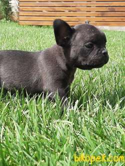 Frenc Buldog Blue Marley 3