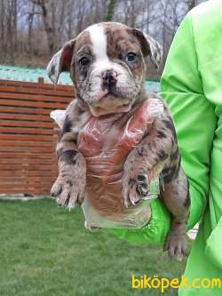 Frenc Buldog Blue Marley 1