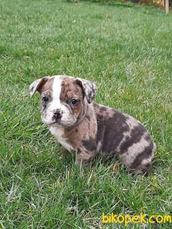 Frenc Buldog Blue Marley 3