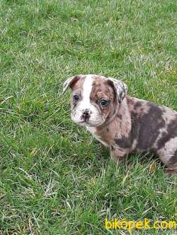 Frenc Buldog Blue Marley 4