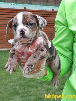 Frenc Buldog Blue Marley 2