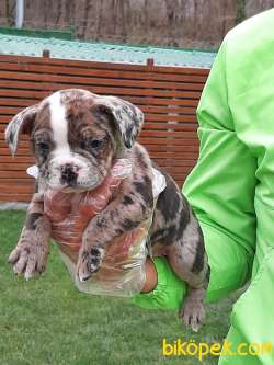 Frenc Buldog Blue Marley 4
