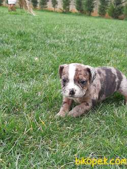 Frenc Buldog Blue Marley 5