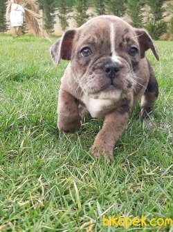 Frenc Buldog Blue Marley 5