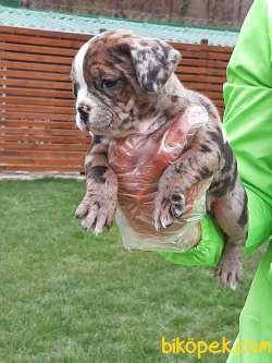 Frenc Buldog Blue Marley 4