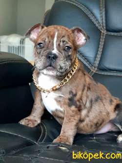 Frenc Buldog Blue Marley 5
