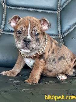 Frenc Buldog Blue Marley 1