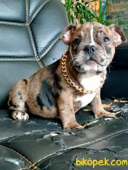 Frenc Buldog Blue Marley 4