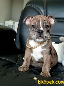 Frenc Buldog Blue Marley 3