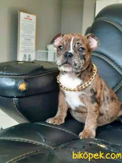 Frenc Buldog Blue Marley 2