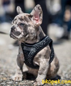 Frenc Buldog Blue Marley Beneklı 1