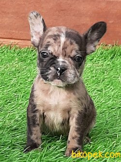 Frenc Buldog Blue Marley Beneklı 4