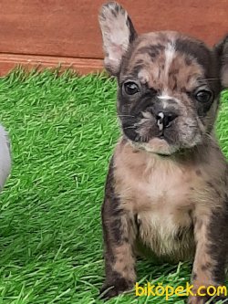 Frenc Buldog Blue Marley Beneklı 1