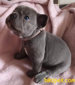 Frenc Buldog Blue Yavruları 3