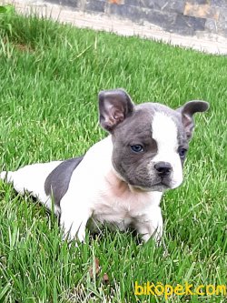 Frenc Buldog  BLUE YAVRULARI 4