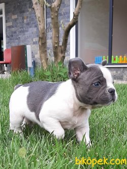 Frenc Buldog  BLUE YAVRULARI 2