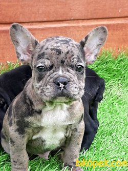 Frenc Buldog Blue Yavruları 1