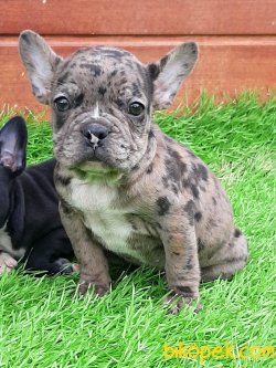 Frenc Buldog Blue Yavruları 5