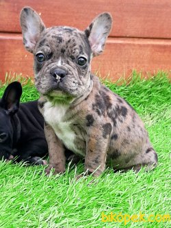 Frenc Buldog Blue Yavruları 4