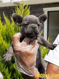 Frenc Buldog Blue Yavruları 1