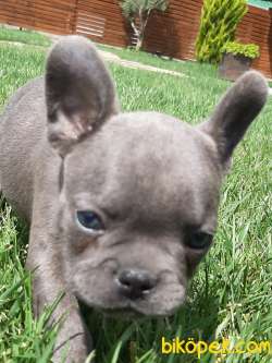 Frenc Buldog Blue Yavruları 2
